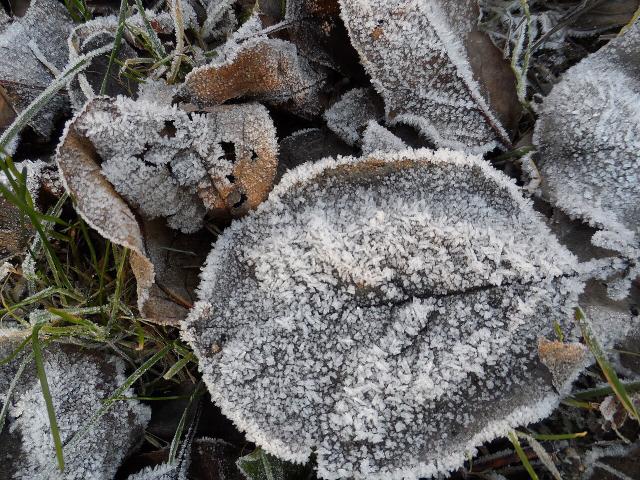 Feuilles couvertes de givre au petit matin