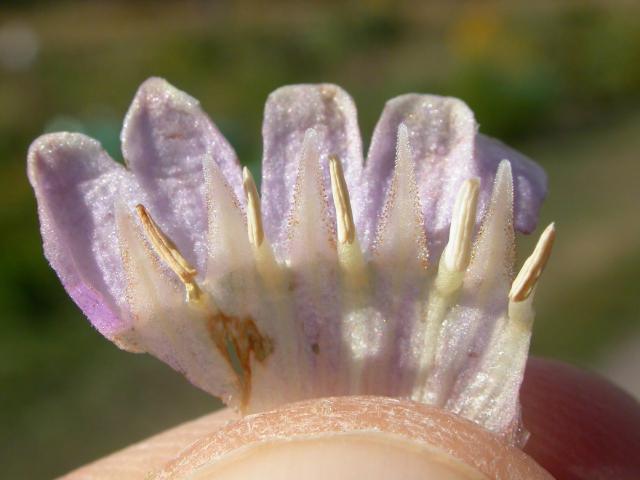 Fleur de consoude en gros plan, utilisée pour préparer un purin au jardin