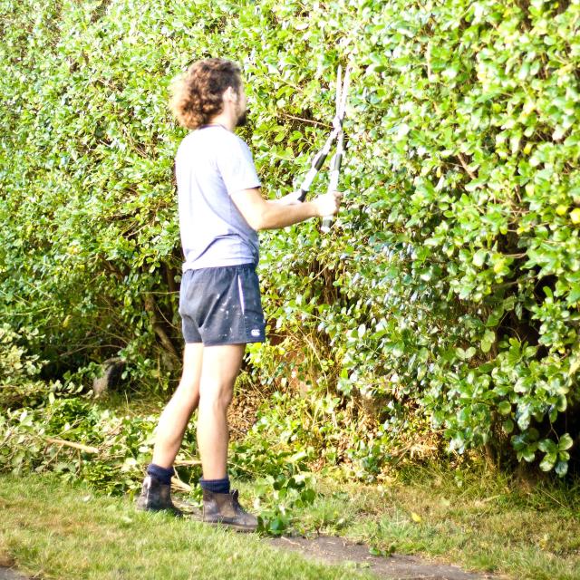 Taille d'une haie de jardin avec un taille-haie