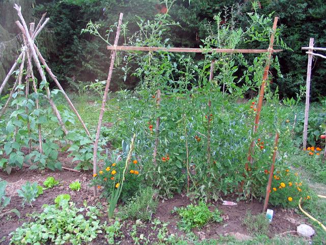 Parcelles de potager en février avec jeunes semis protégés sous voile