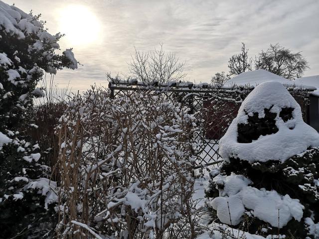 Jardin enneigé en hiver, avec plantations au repos