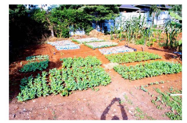 Jeunes plants potagers et fleurs de printemps installés au jardin