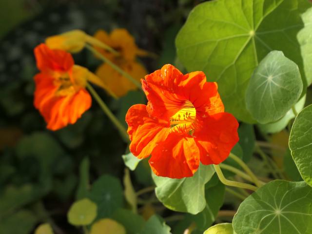 Plantations d’octobre au jardin avec bulbes, jeunes légumes et arbre fruitier