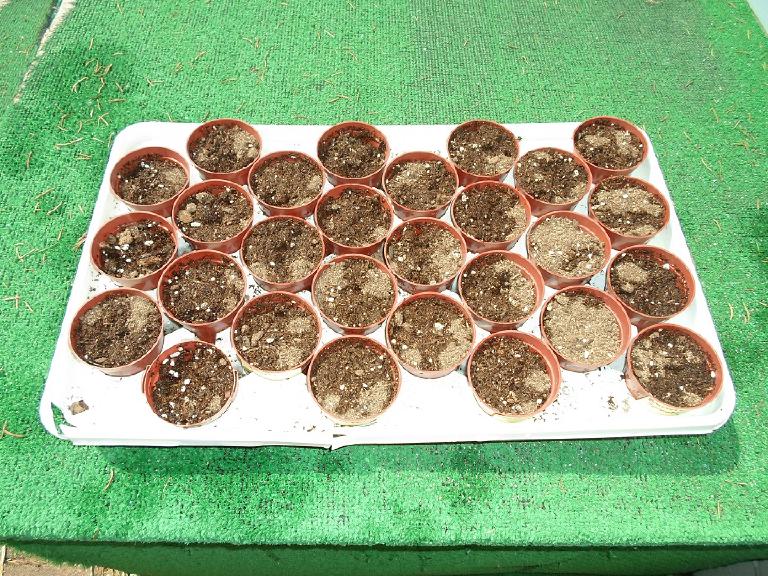 Godets de semis remplis de terreau prêt pour des jeunes plants