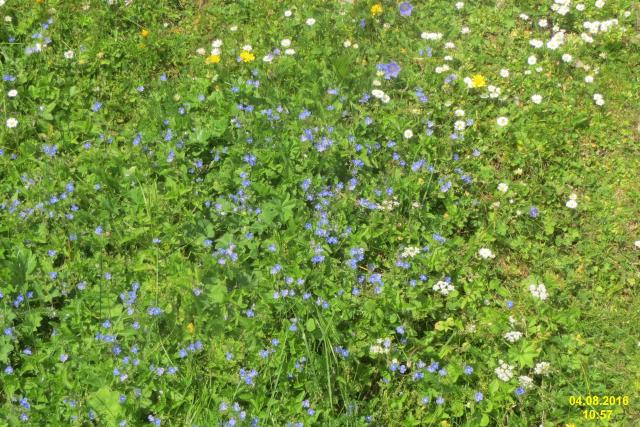 Prairie fleurie de montagne au début de l'été