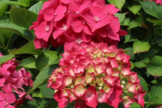 Massif d'hortensias en jardin de climat océanique