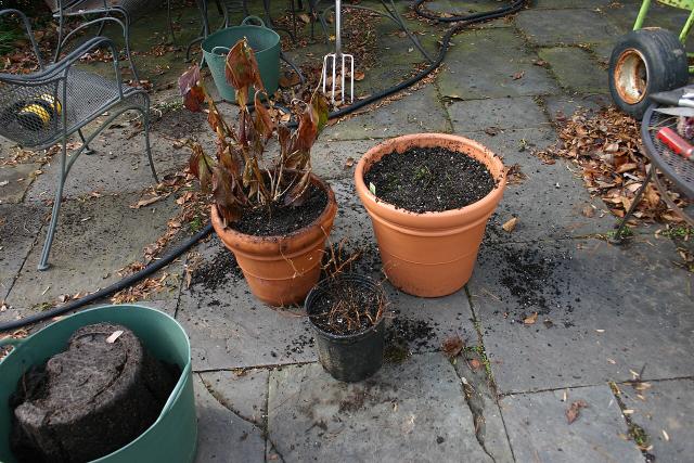 Rempotage de plantes en pots avec substrat et outils de jardinage