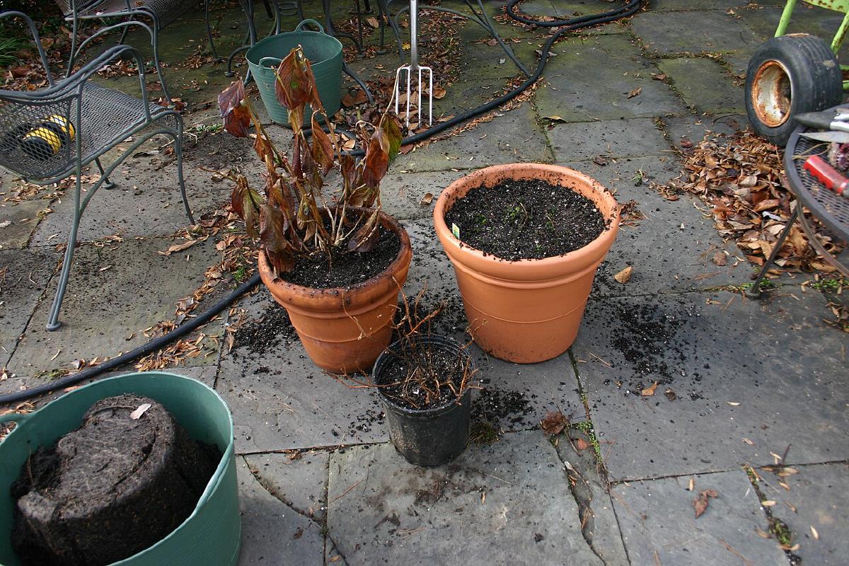 Rempotage de plantes en pots avec substrat et outils de jardinage