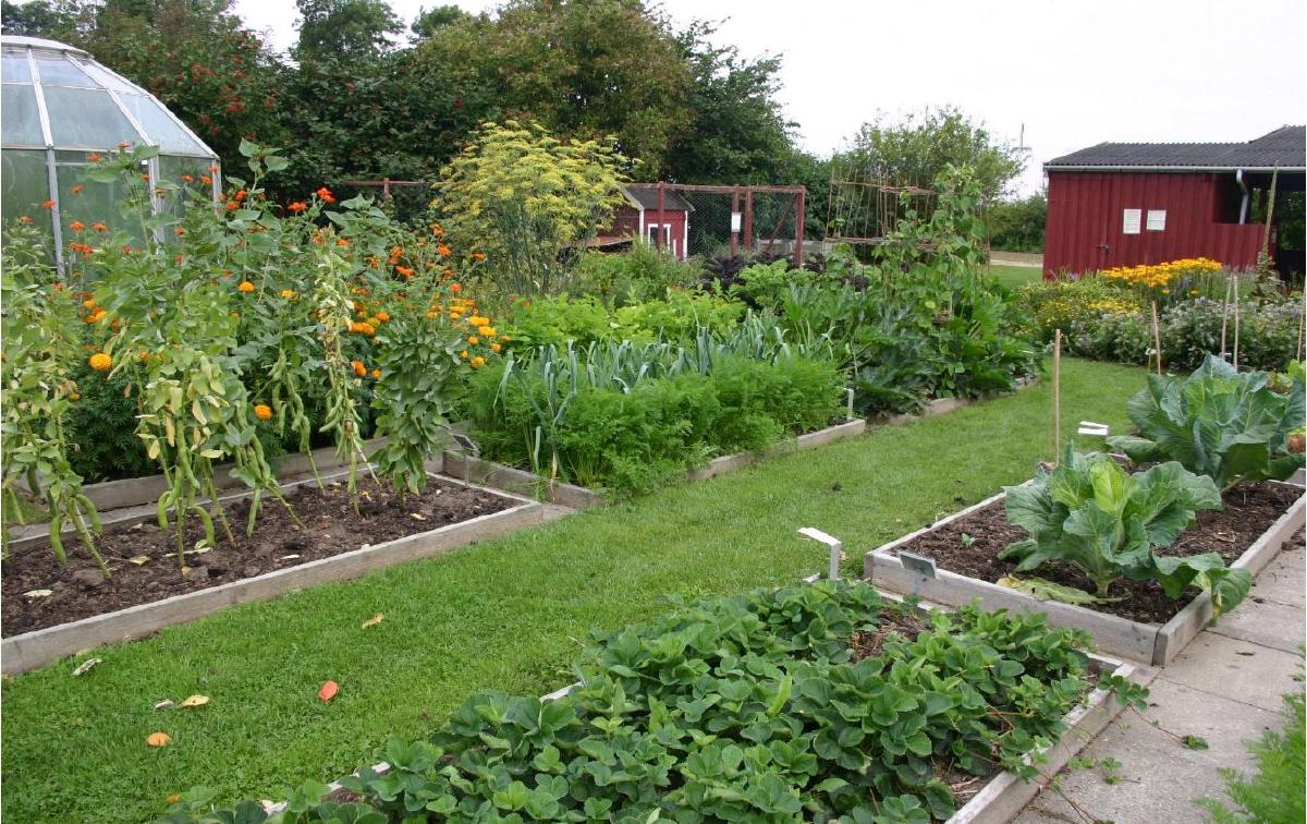 Potager en planches avec cultures différentes organisées par zones