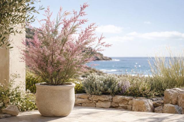 Tamaris en fleurs dans un jardin ensoleillé proche du littoral