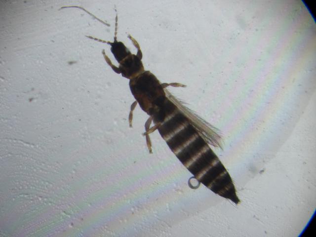 Thrips observé en gros plan sur une feuille de plante au jardin