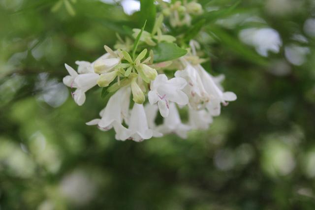 Abelia (Abelia × grandiflora) : plantation, taille et entretien