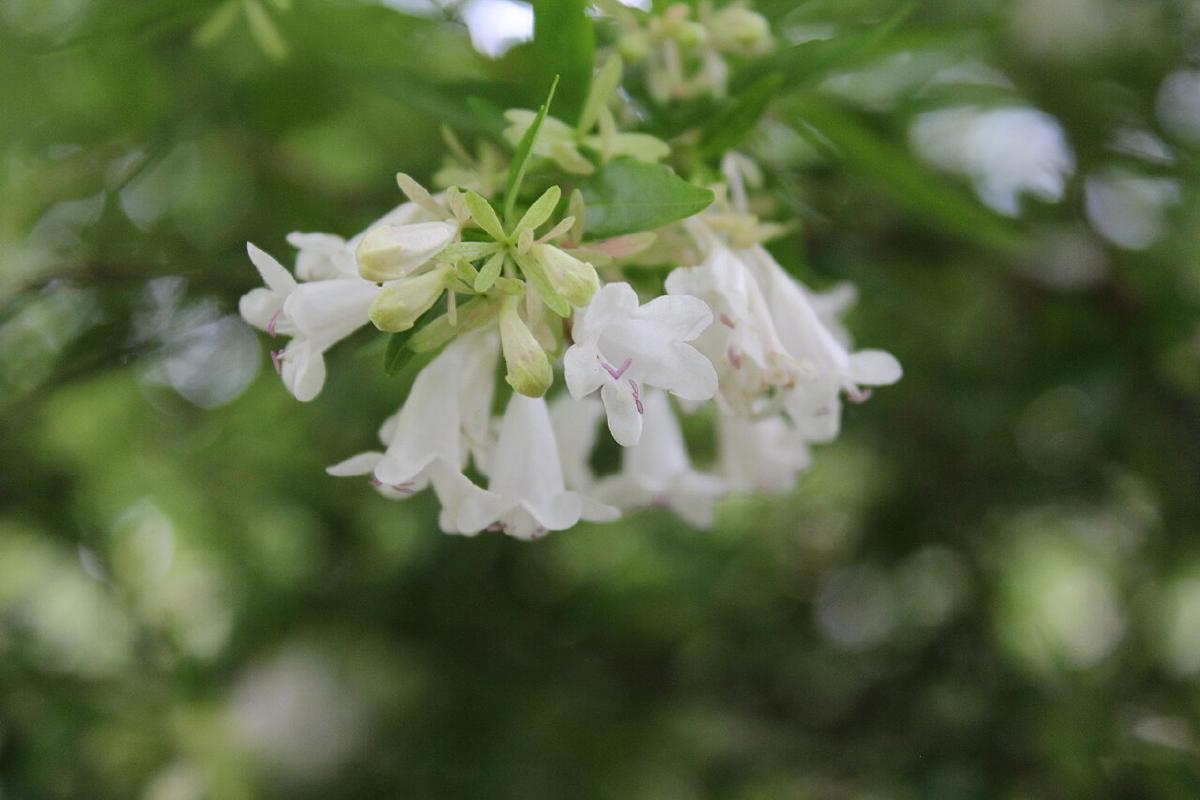 Abelia