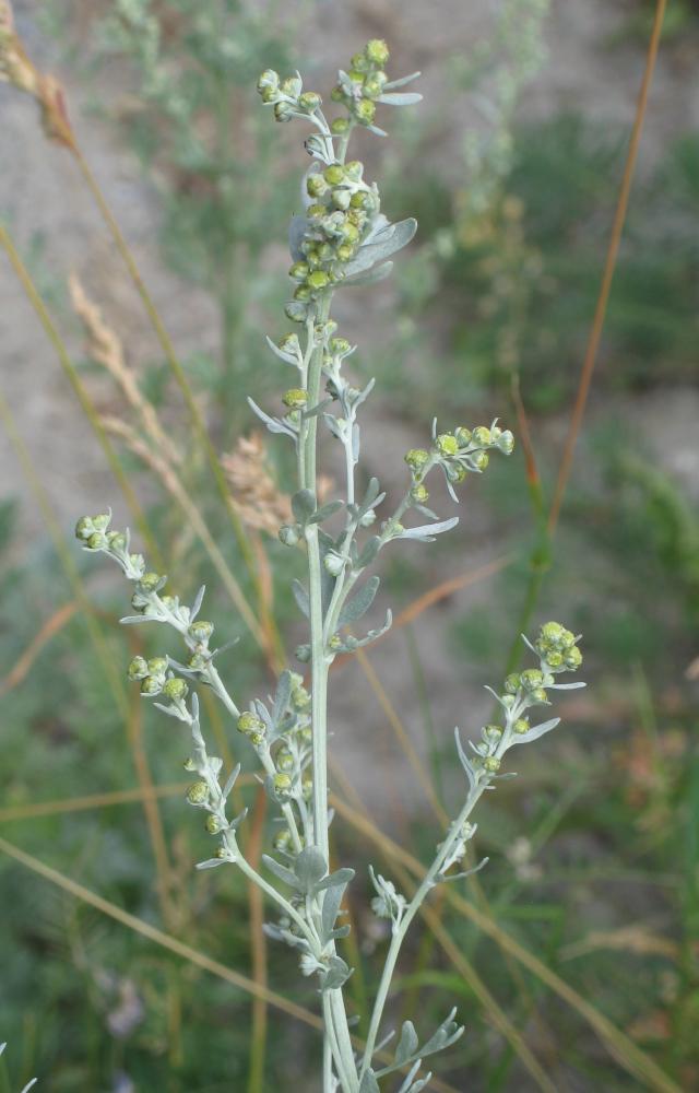 Absinthe (Artemisia absinthium) : plantation, entretien et culture