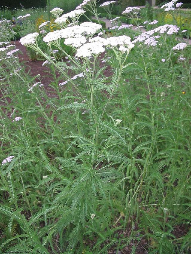 Achillée millefeuille (Achillea millefolium) : plantation, entretien et floraison