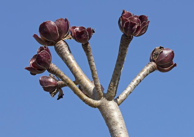 Aeonium (Aeonium arboreum) : entretien, arrosage et hivernage