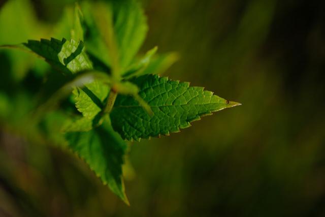 Agastache (Agastache foeniculum) : plantation, entretien et récolte