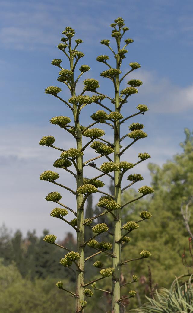 Agave (Agave americana) : plantation, entretien et culture en pot