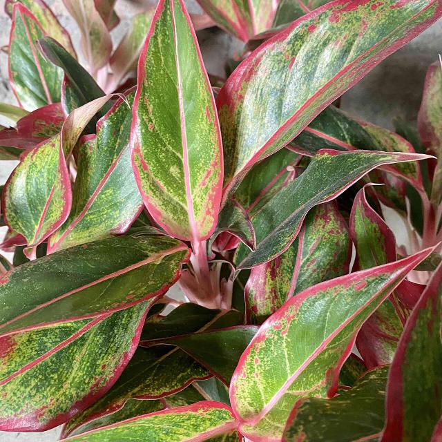 Aglaonema : entretien, arrosage et culture en interieur