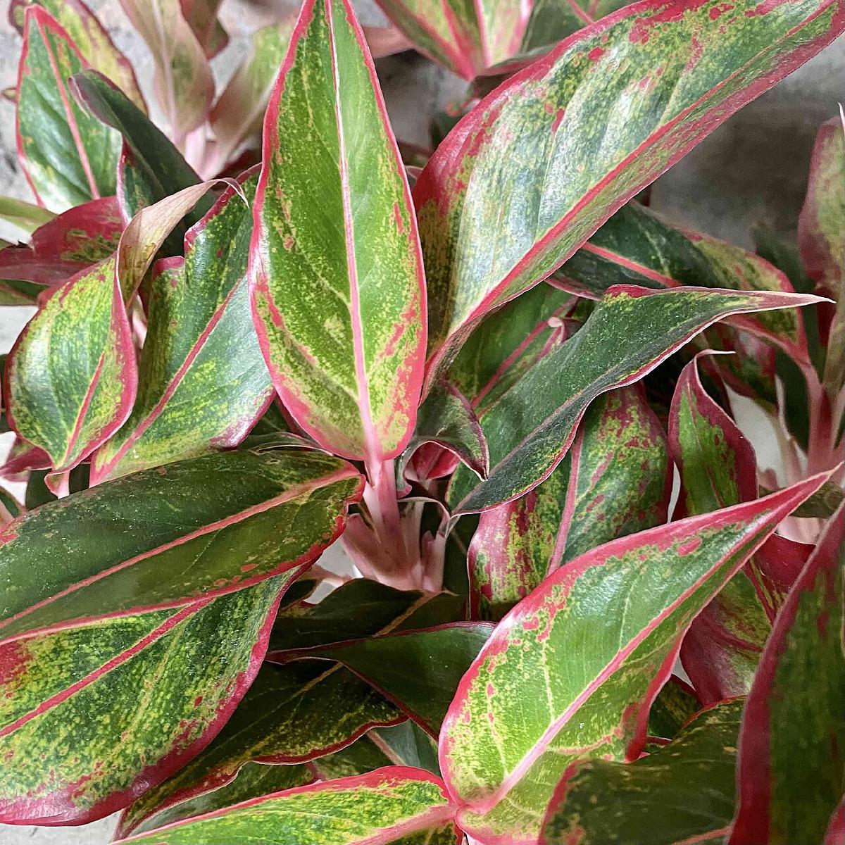 Aglaonema