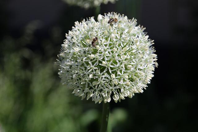 Ail d'ornement (Allium spp.) : plantation, floraison et entretien