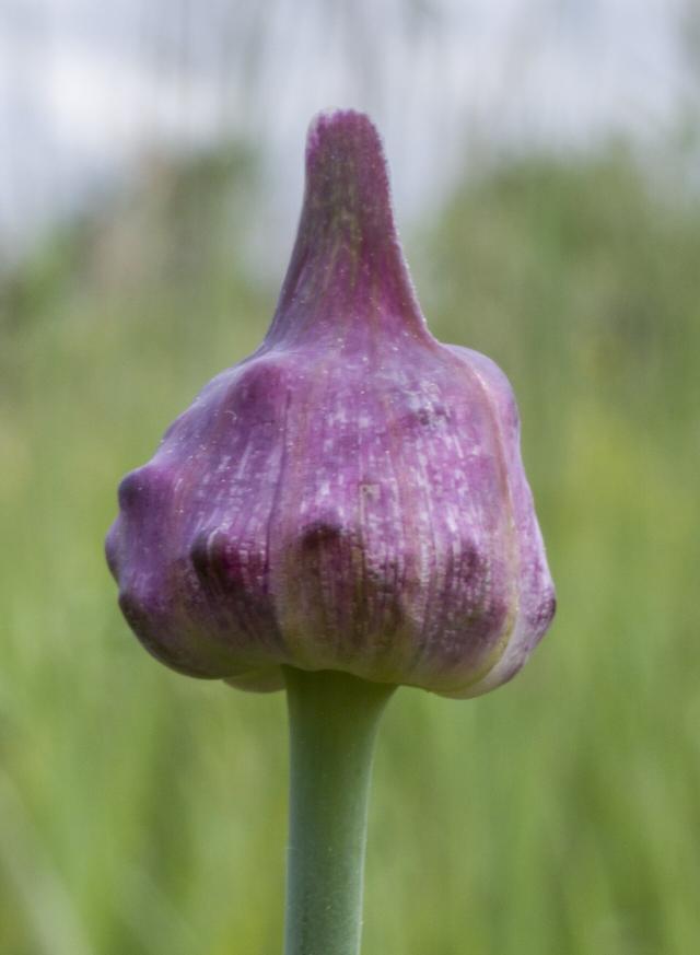 Ail rocambole (Allium scorodoprasum) : plantation, entretien et récolte