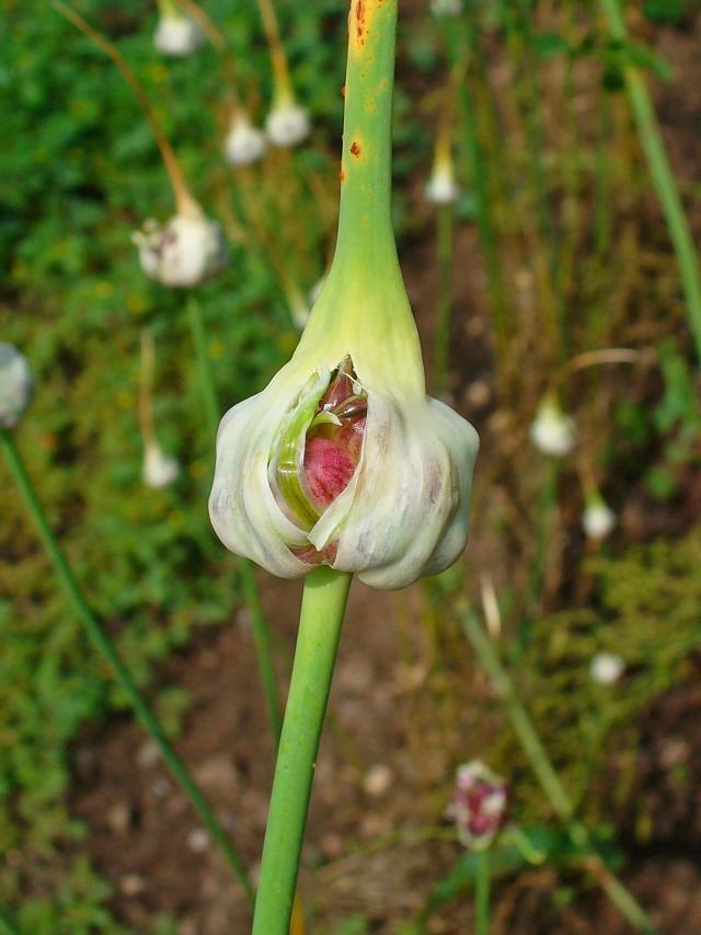 Ail (Allium sativum) : plantation, entretien et récolte