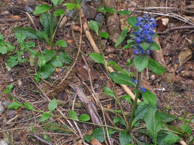 Ajuga reptans (Bugle rampante) : plantation, entretien et couvre-sol