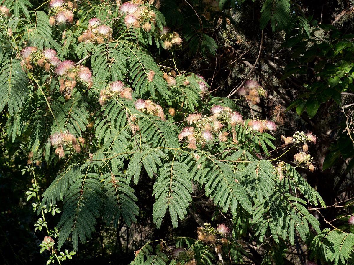 Albizia