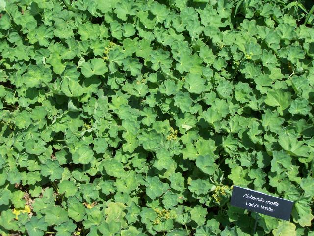 Alchémille (Alchemilla mollis) : plantation, entretien et usage au jardin