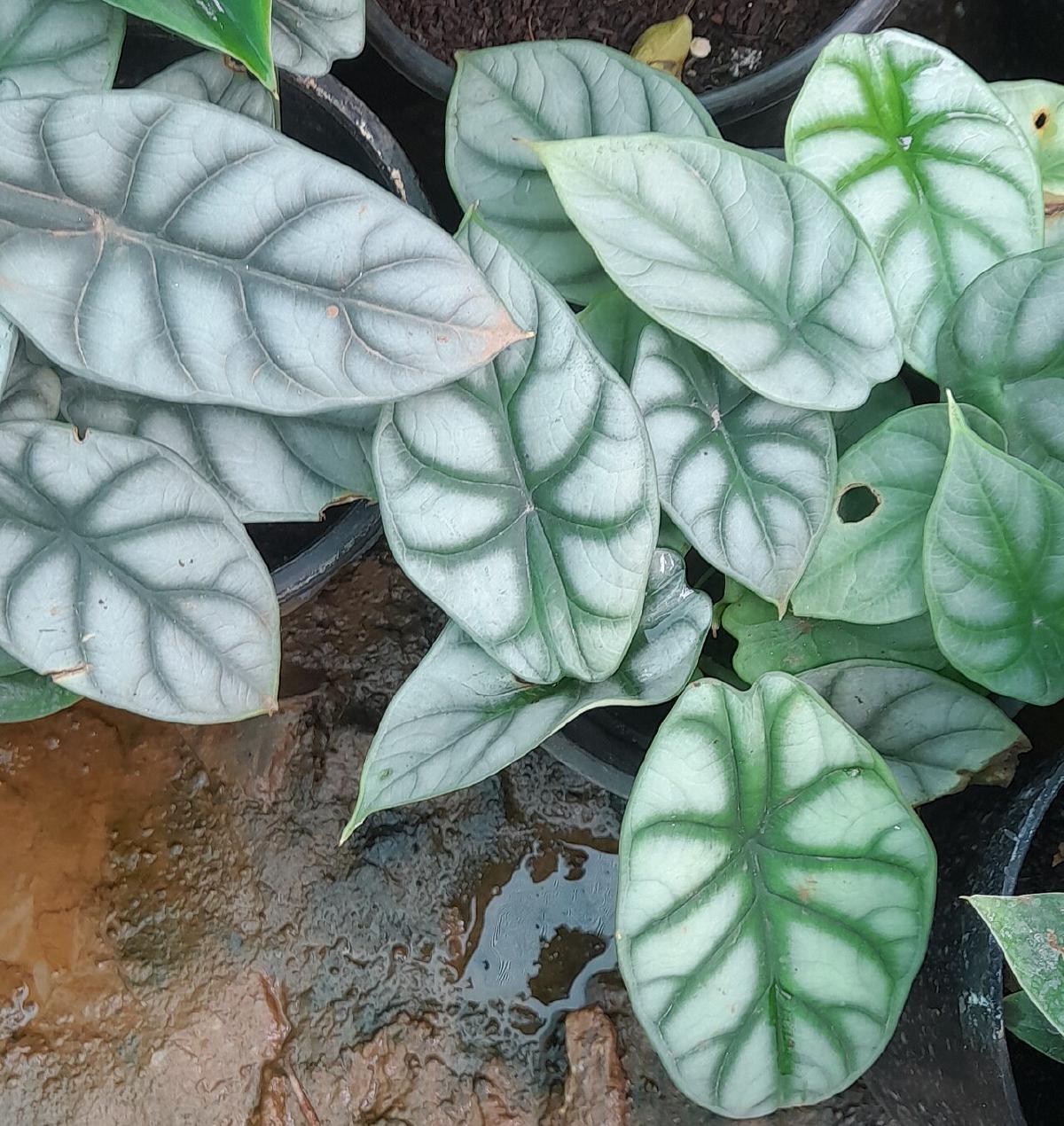 Alocasia Silver Dragon