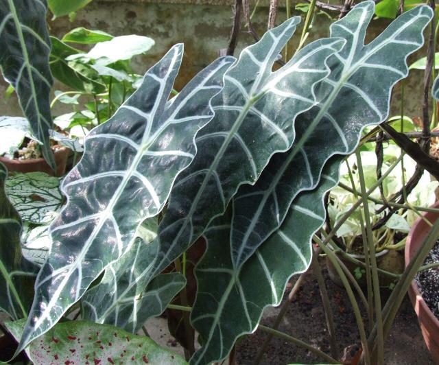 Alocasia : entretien, arrosage et culture en interieur