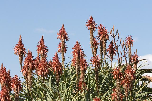 Aloe arborescens : culture, entretien et rusticité en France