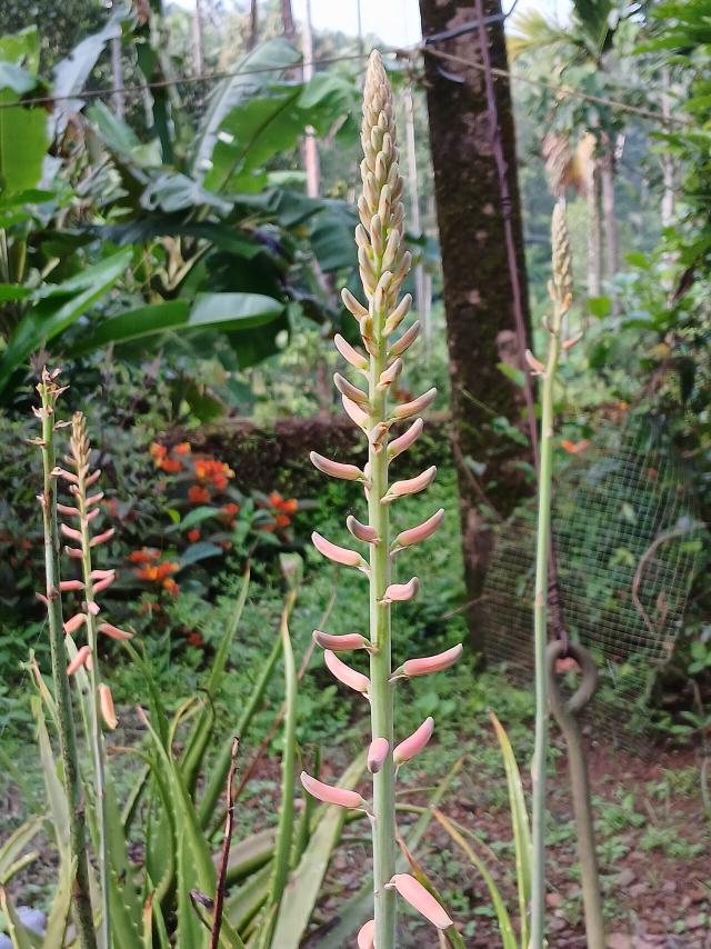 Aloe vera : entretien, arrosage et culture en pot