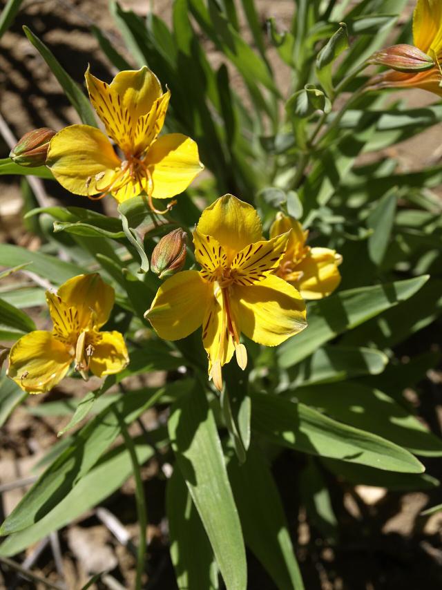 Alstroemère (Alstroemeria aurea) : plantation, floraison et entretien