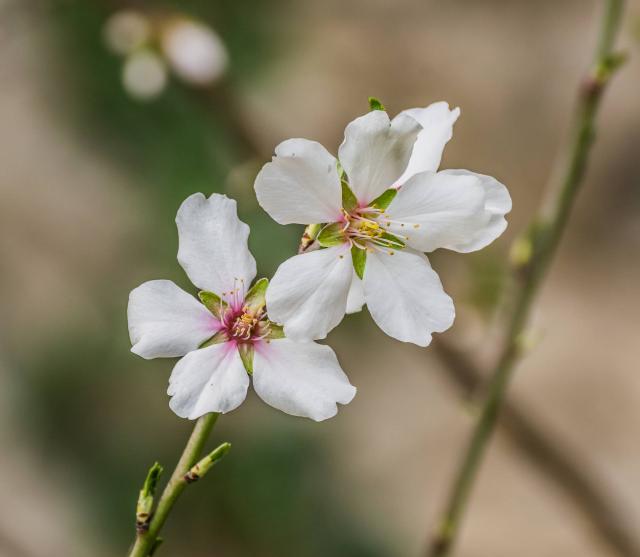 Amandier (Prunus dulcis) : plantation, entretien et récolte