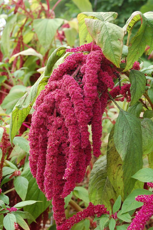 Amarante (Amaranthus spp.) : semis, culture et entretien