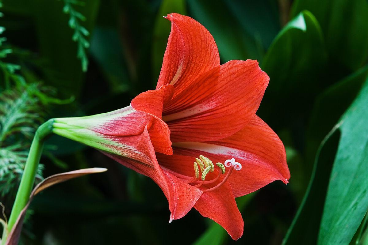 Amaryllis