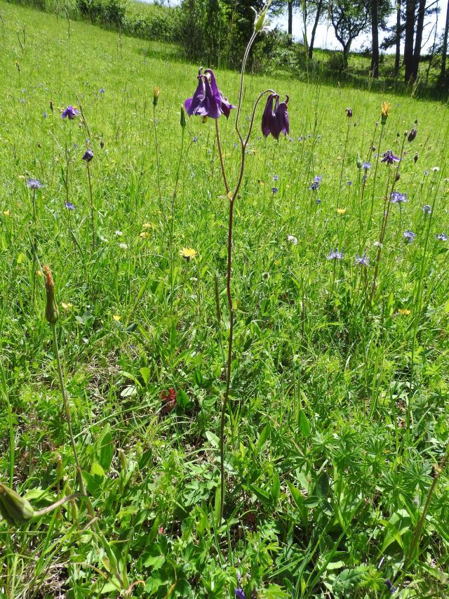 Ancolie commune (Aquilegia vulgaris) : plantation et entretien au jardin