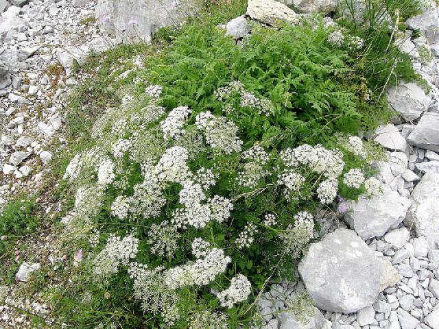 Anis vert (Pimpinella anisum) : semis, culture et récolte