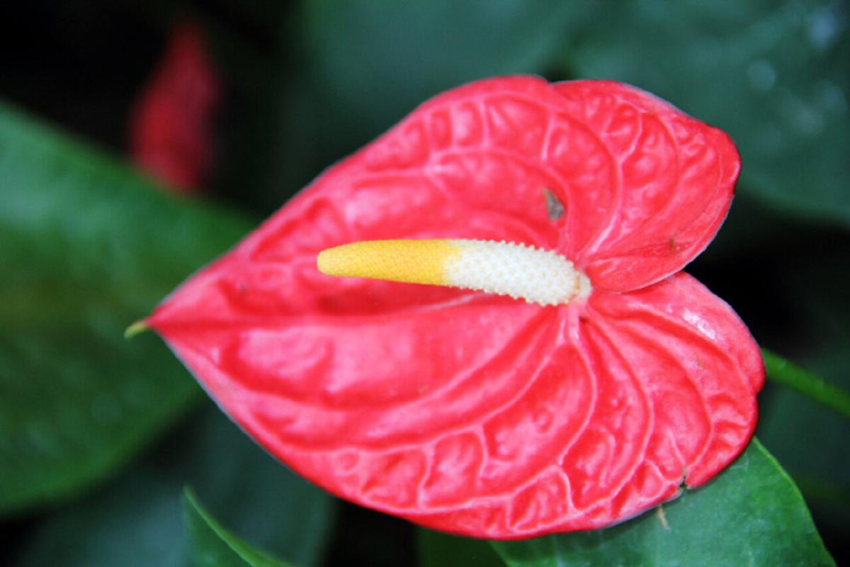 Anthurium