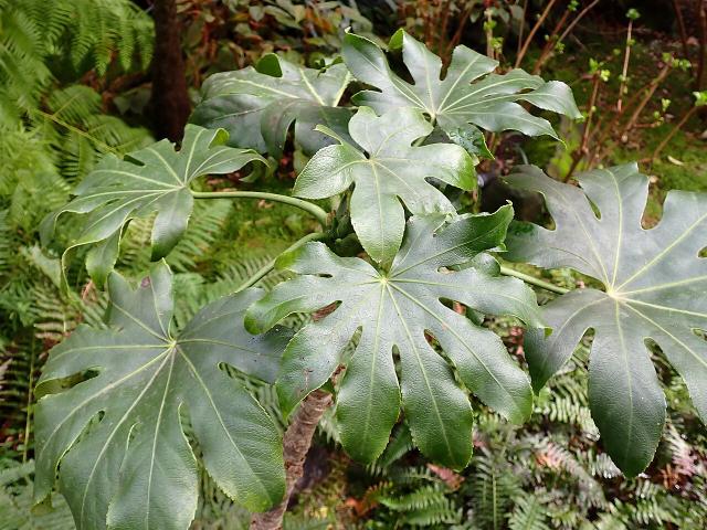 Aralia du Japon (Fatsia japonica) : plantation, entretien et culture en pot
