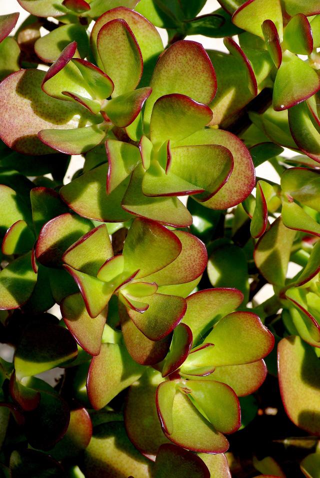 Arbre de jade (Crassula ovata) : entretien, arrosage et culture en pot