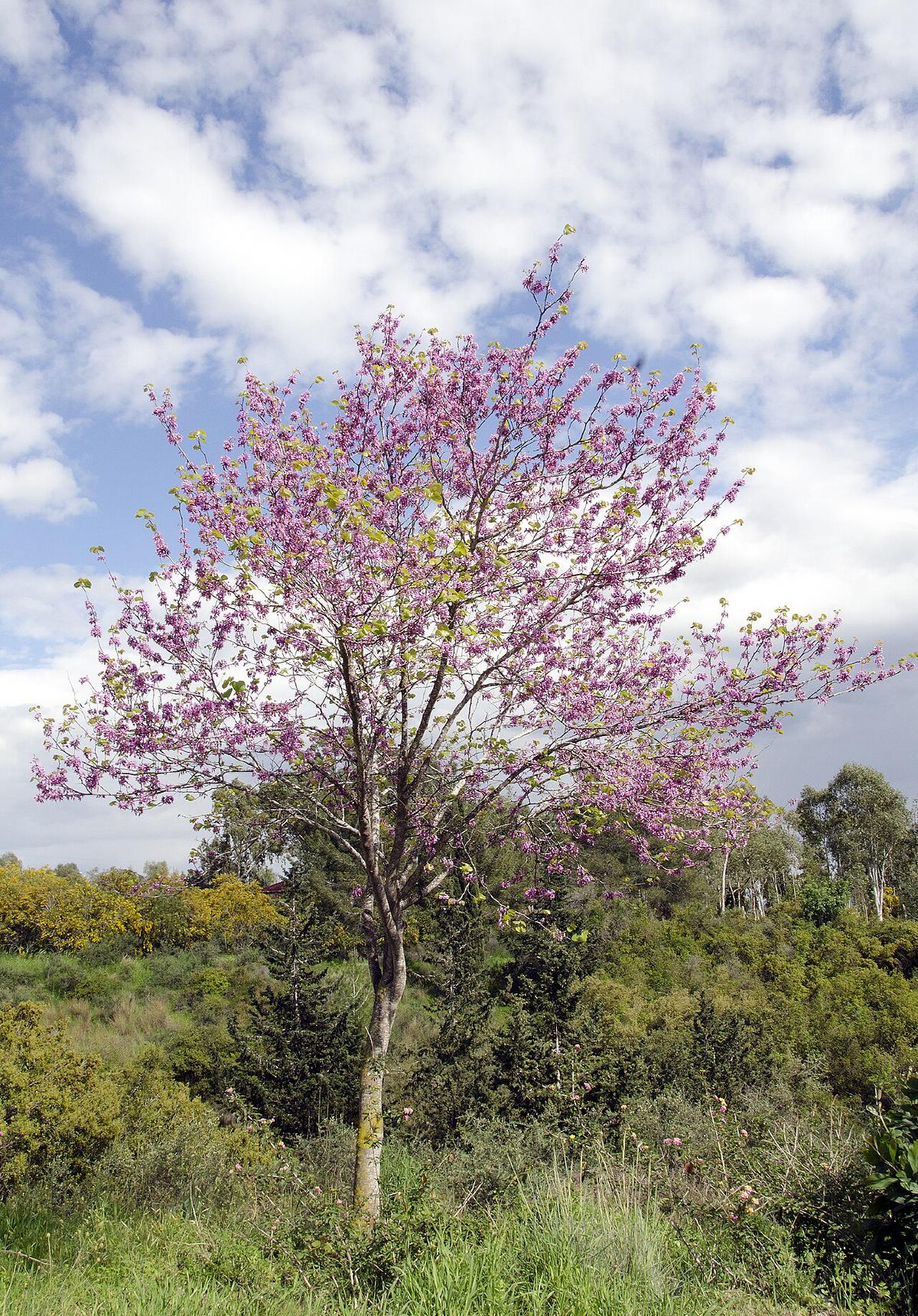 Arbre de Judée