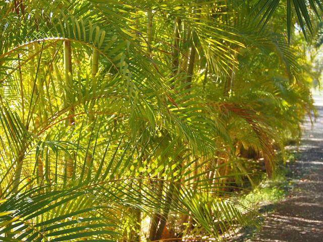 Aréca (Chrysalidocarpus lutescens) : entretien, arrosage et culture en intérieur