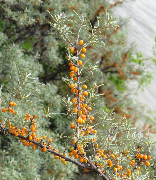 Argousier (Hippophae rhamnoides) : plantation, taille et récolte