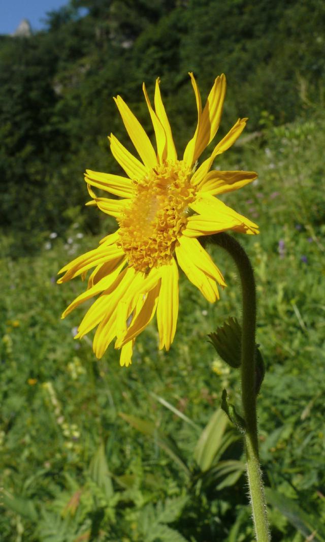 Arnica des montagnes (Arnica montana) : culture, entretien et limites au jardin