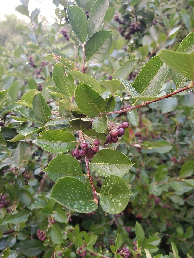 Aronia (Aronia melanocarpa) : plantation, entretien et récolte des baies