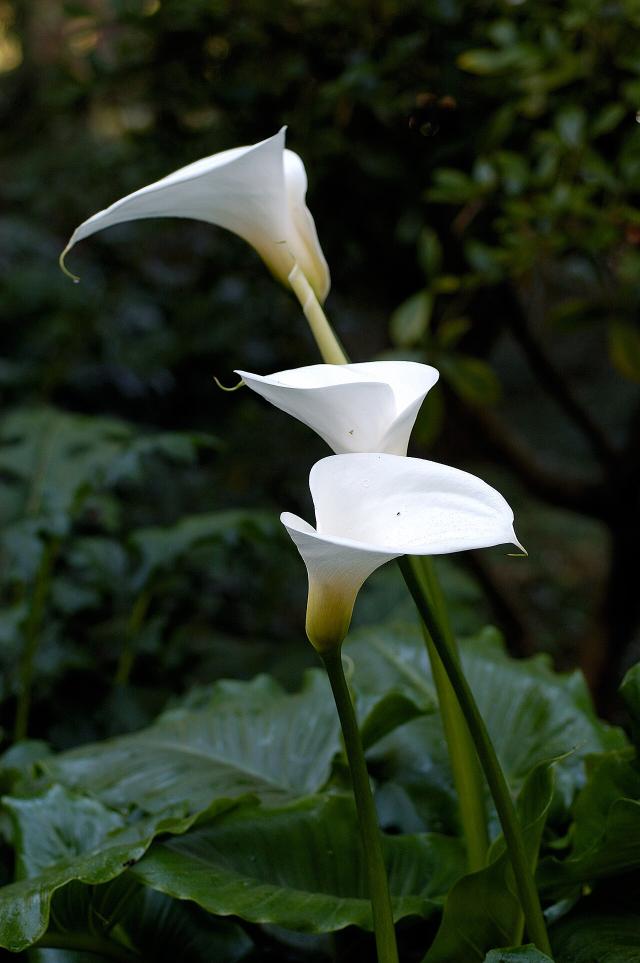 Arum d'Éthiopie : plantation extérieure, pot, arrosage et hivernage