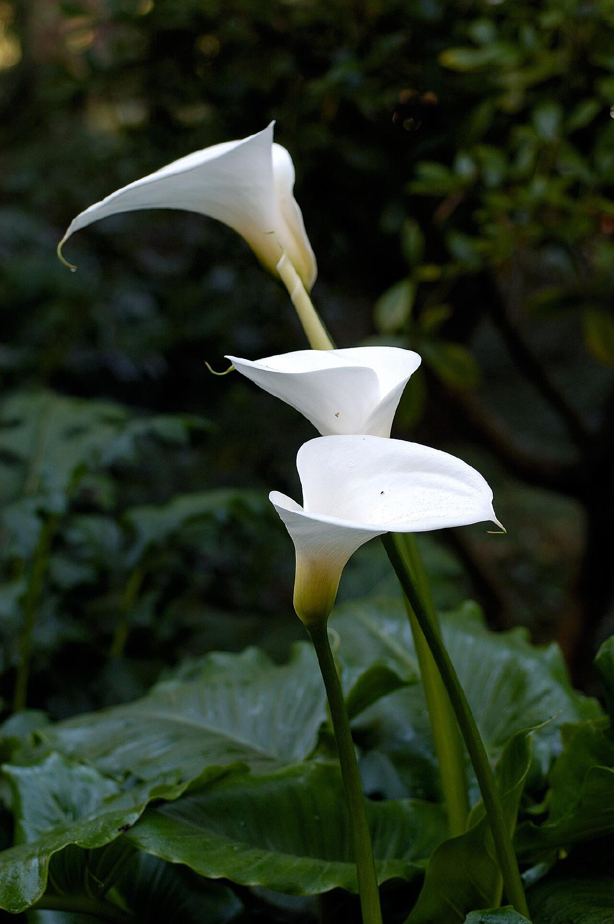 Arum d'Ethiopie